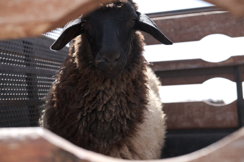Traditional Sheep Shearing