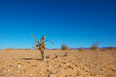 Emerging Markets, Emerging Crises: Rethinking Climate Change and Foreign Investment in Africa and the Middle East